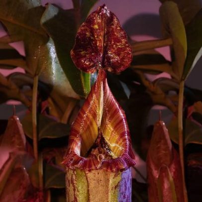 Quando a obsessão por plantas de casa vira pesadelo