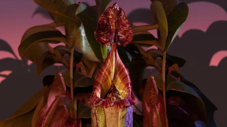 Nepenthes pitchers come fuzzy, spotted, and striped; petite, lanky, and globous.