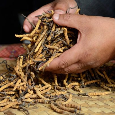 Coleta local do Nepal de Viagra do Himalaia sem foco ambiental, diz estudo