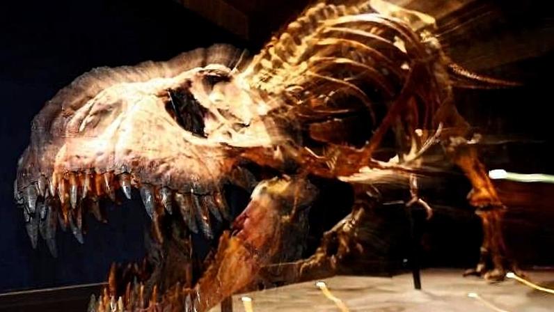 Trix, o T. Rex, está em exibição no museu de Leiden, nos Países Baixos