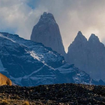 Na Patagônia, a vida de um puma é decidida por fronteiras políticas