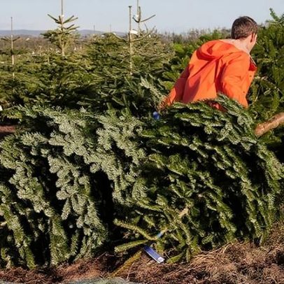 Benefícios negligenciados das árvores de Natal reais