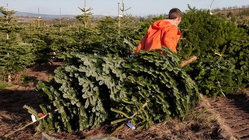In Pictures/Getty Images Christmas trees don't use huge amounts of land, but can still open up useful discussions about how we choose to use our land (Credit: In Pictures/Getty Images)