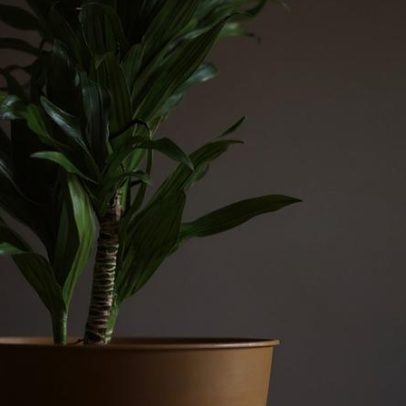 Pau d’água: como cultivar a planta que purifica o ar