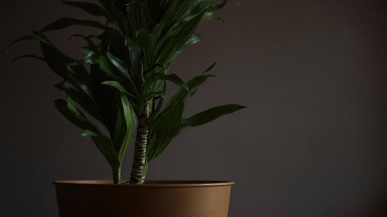 Pau d’água: tudo sobre a planta e dicas para cultivar — Foto: Getty Images