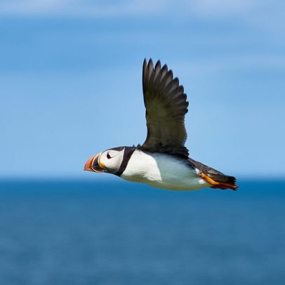 Aves marinhas ameaçadas no NE do Atlântico sob pressão por mudanças climáticas