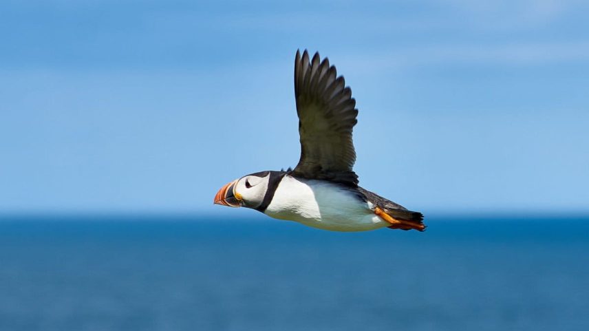 A puffin flying.
