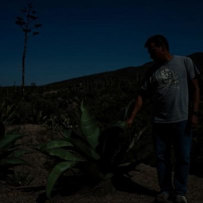 Mezcal em alta global leva cientistas e comunidades a plantações sustentáveis