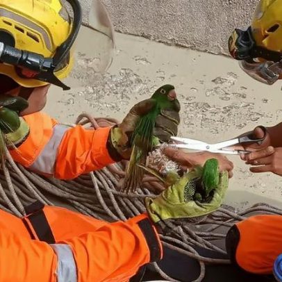 Bombeiros sobem prédio para salvar maritacas presas em telhado em MG