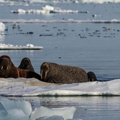 Noruega propõe abrir área do tamanho da Alemanha para mineração