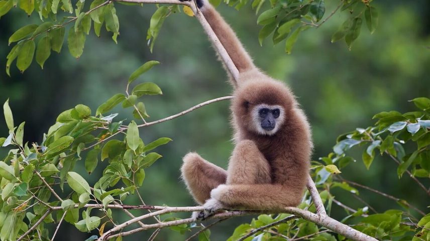 White-handed gibbons (Hylobates lar) are one of many species of rare primates still found in Myanmar’s rapidly diminishing forests.
