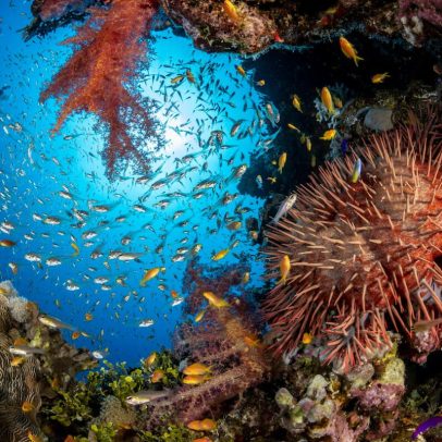 Censo Global dos Oceanos busca registrar 100 mil espécies em 10 anos