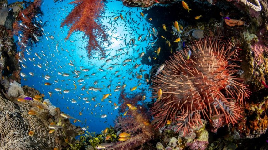 Coral Reef at Marsa Gozlani site, Sharm el Shekh, Egypt. Image by Renata Romeo / Ocean Image Bank.