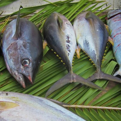 Atum do Oceano Índico enfrenta colapso; países tentam salvar outros estoques