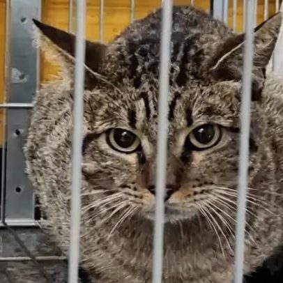 Gatinho é resgatado de trilhos na Linha 1 do Metrô de SP