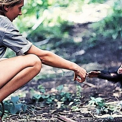 Jane Goodall captura laço humano-chimpanzé em foto icônica
