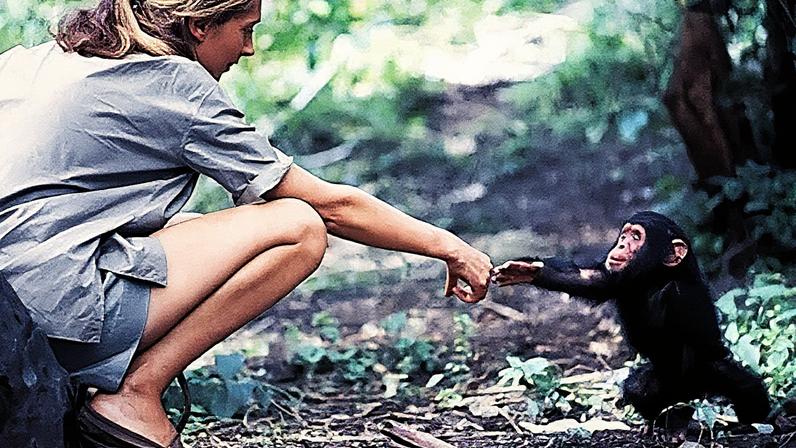 The photo of Jane Goodall with infant chimp Flint challenged scientific norms and changed our view of the animal kingdom (Credit: Hugo van Lawick)