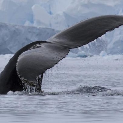 Barcos de pesca competem com baleias e pinguins por krill antártico