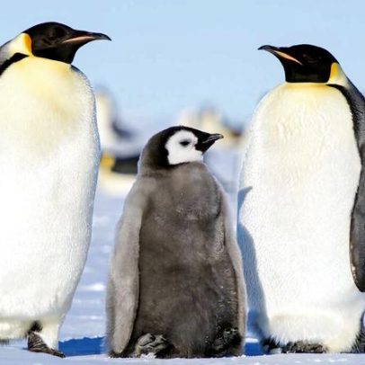 Falha reprodutiva catastrófica de pinguins com o recuo do gelo antártico