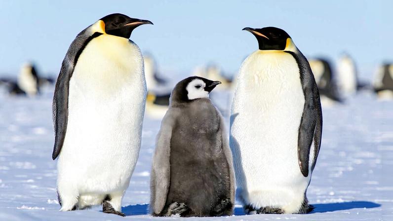 Emperor penguins need intact sea ice until the chicks are ready to leave their nesting grounds. Image by Christopher Michel via Flickr (CC BY 2.0).