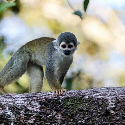 Referendo no Equador suspende extração de petróleo no Parque Nacional Yasuní