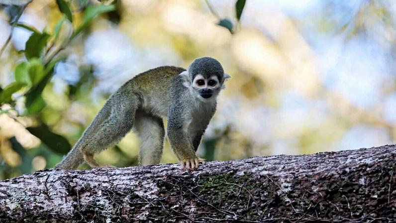 Napo River in Yasuni National Park with the rainforest beyond. Yasuní park was created in 1979 and protects nearly 10,000 square kilometers (3,860 square miles) of rainforest.