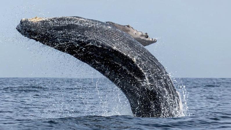 In September 2022, researchers at BC Whales, a Canadian research nonprofit studying cetaceans in the north of British Columbia province, gasped when they saw a drone image of a humpback whale known as Moon. Each summer, she regularly visited the many meandering waterways in the region with her calves, along with hundreds of other humpbacks, feeding in the food-rich, tranquil waters. But this time, she looked different.