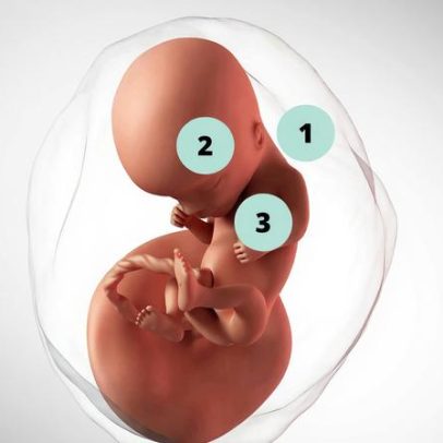 Gravidez de 14 semanas: o que esperar nesta fase