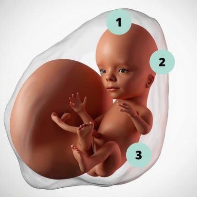 Gravidez de 15 semanas: detalhes, evolução e próximos passos