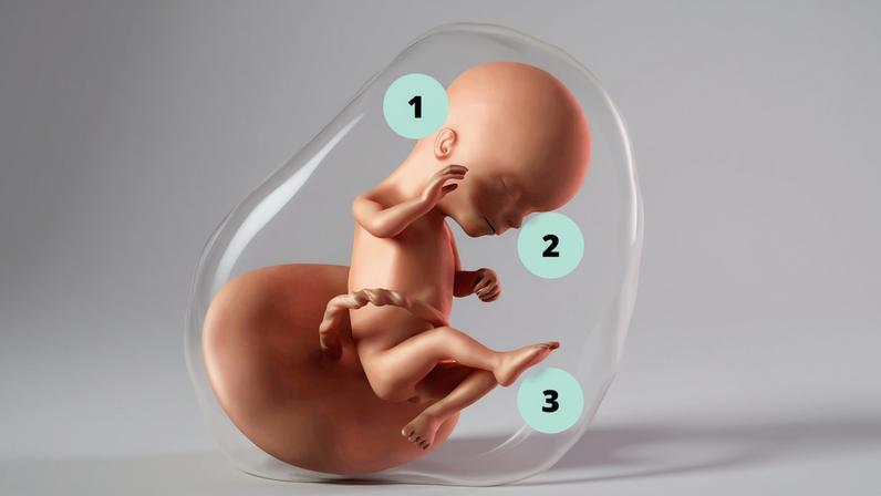 1. As orelhas do bebê estão formadas e o bebê já consegue ouvir a voz da mãe; 2. As expressões faciais aparecem; embora o feto não possa controlá-las; 3. Ele está em constante movimento e, em breve, será possível senti-lo mexer dentro da barriga — Foto: Getty Images