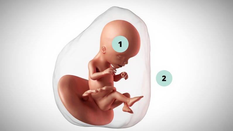 17 semanas de gravidez