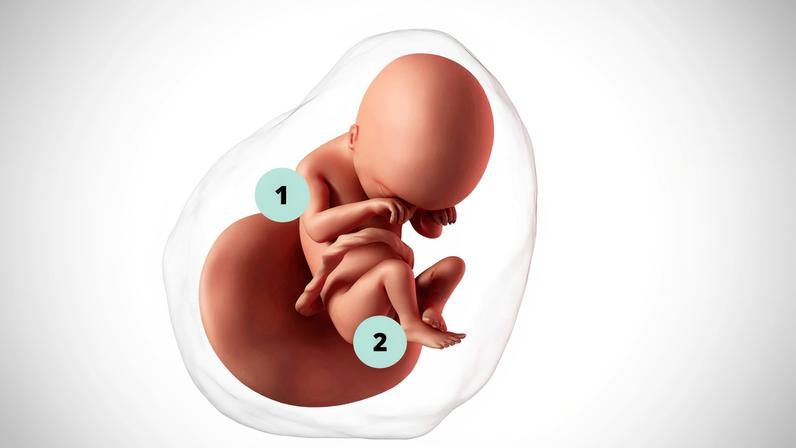 1. O corpo do feto passa a ficar coberto pelo vérnix (ou verniz) caseoso, que o protege do líquido amniótico; 2. Se for menina, o útero e o canal vaginal da sua bebê estão se formando — Foto: Getty Images