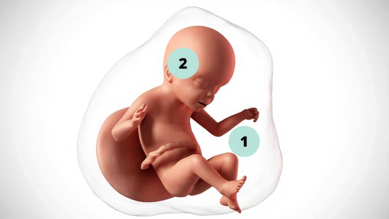 23 semanas de gravidez