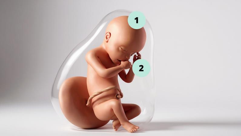 1. No cérebro do bebê, as células nervosas que não são mais necessárias vão sendo eliminadas; 2. O bebê continua se movimentando, dando cambalhotas e até chupando o dedo; 3. A quantidade de líquido amniótico que envolve o feto está aumentando, pois agora ele pode fazer xixi — Foto: Getty Images
