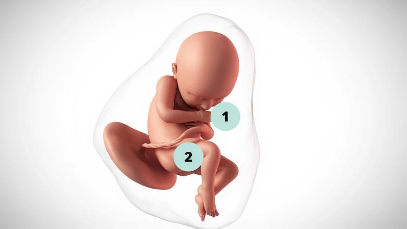Imagem ilustrativa de uma gestante com 36 semanas de gravidez