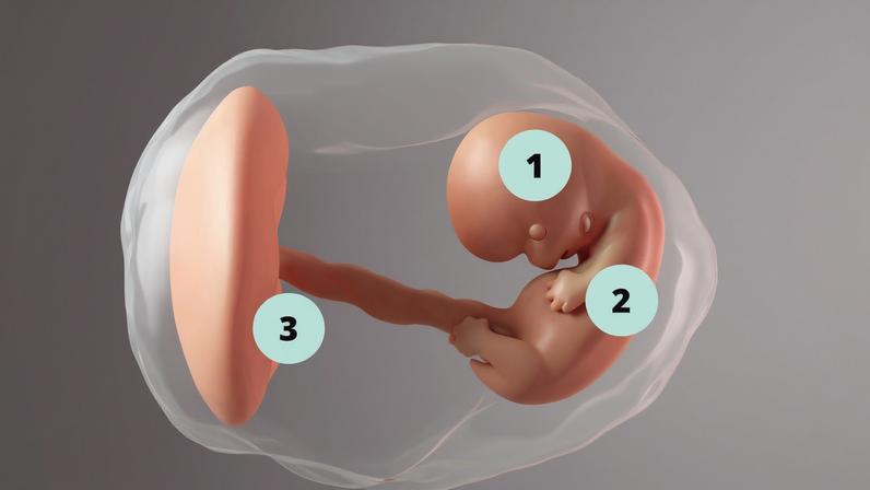 Imagem ilustrativa do desenvolvimento fetal na semana 8 de gravidez
