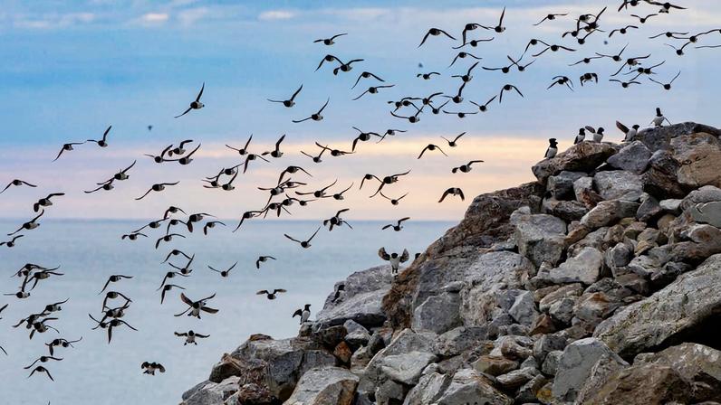 PFAS and other chemical pollution are posing a growing threat to the little auk (Alle alle) and other Arctic seabirds. Image © Steve Winter/Big Cat Voices.