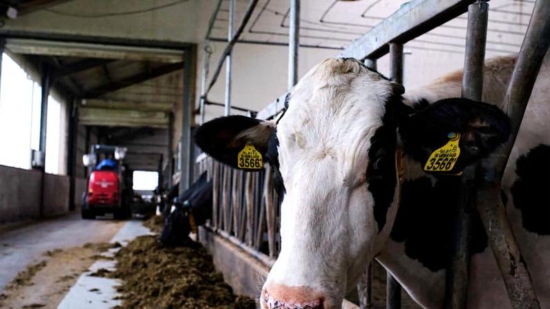cow in the netherlands wagenigen university dairy campus research facility