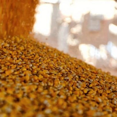 Ampla oferta de milho no mercado chinês pressiona preços globais