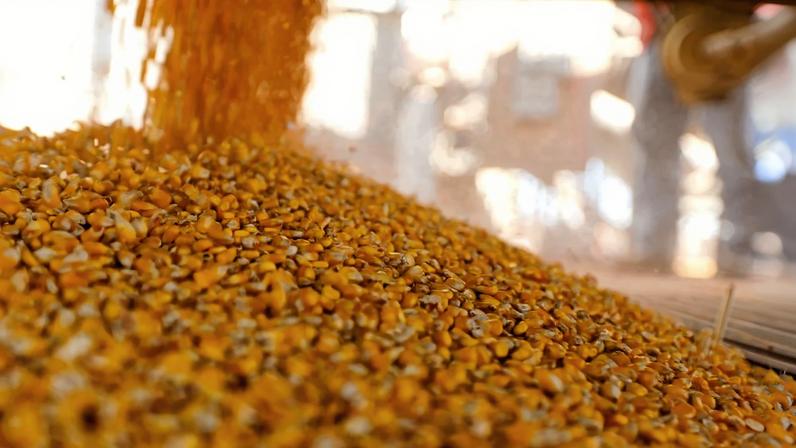A colheita da China coincidirá com grandes chegadas de milho do Brasil