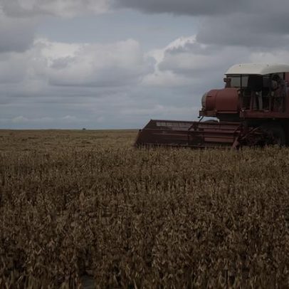 Plano de trazer fazendeiros menonitas para Suriname aumenta temores de desmatamento