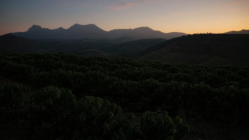 As the fire season reaches its peak in the Amazon region, coffee producers located thousands of kilometers away are also living their own private hell. Farms like Felipe Barretto Croce’s in Mococa, in the state of São Paulo, have seen fires increase in recent years, jeopardizing the production of what is the world’s largest coffee exporter.