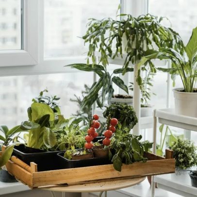 Técnicas de cultivo em espaços reduzidos para ter um jardim