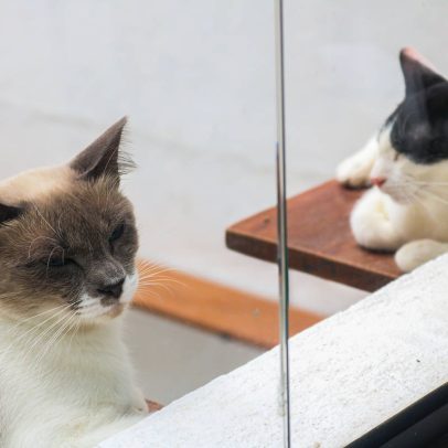 Mi&Mo chega a São Paulo, cat café para interagir com gatos