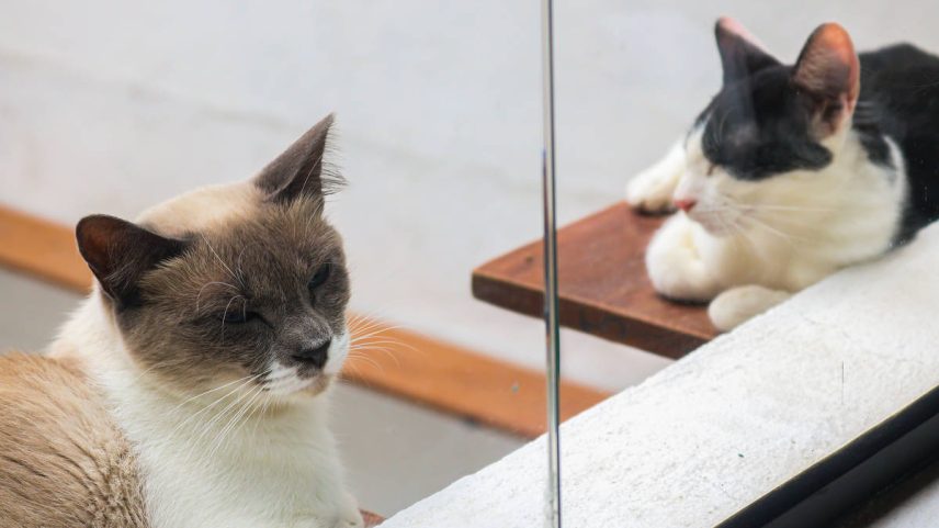 Gatos para adoção no Mi&Mo, cat café no Paraíso