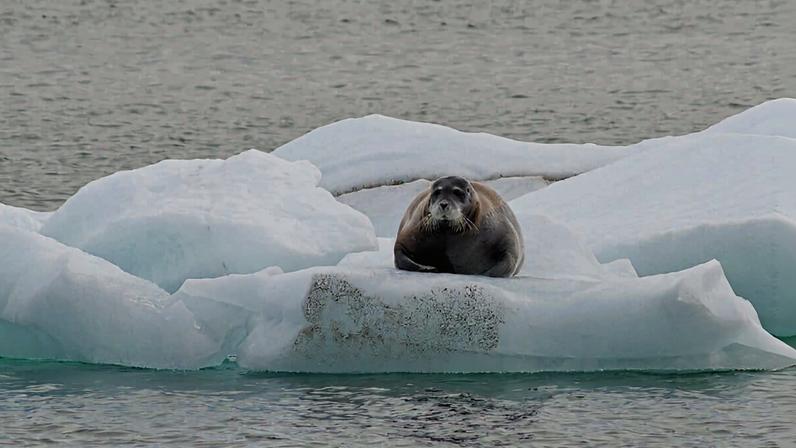 A bearded seal in Svalbard. Image by Rob Oo via Flickr (CC BY 2.0).