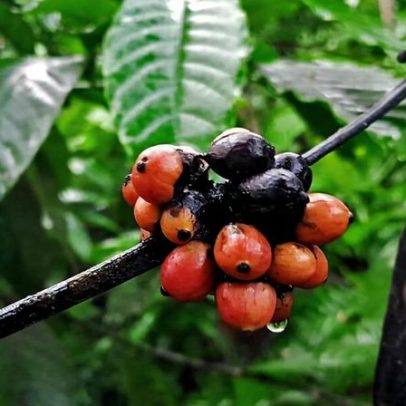 Seca rigorosa abala perspectivas de colheita de cafeicultores em Java
