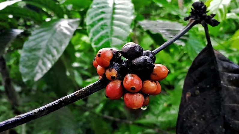 Rotten coffee in Jember as a result of the long drought in 2023. Image by Mogh Tamimi/ Mongabay Indonesia.