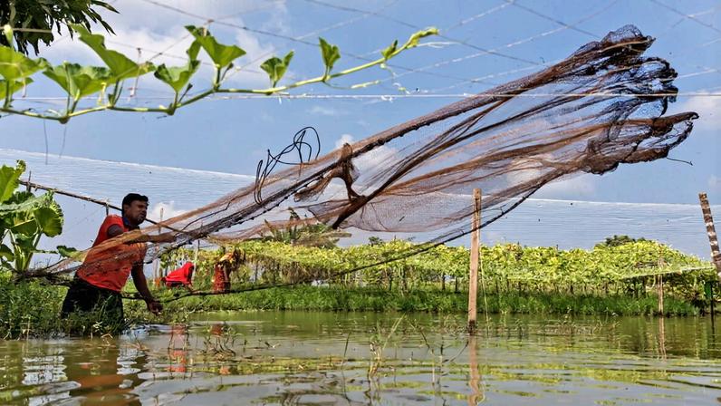 Fakir Altaf Hussain, a fisher in Bangladesh, fishing in his pond. Nitrogen pollution is already impacting fisheries and wider ecosystems in hotspots across the globe and is expected to worsen by 2050.
