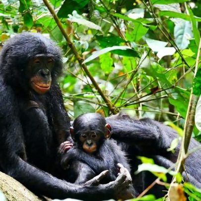 Bonobos, macacos hippies, podem não ser tão pacíficos quanto se pensava